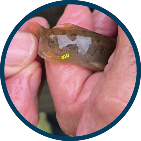 a close up of a small brown fish with a yellow tag on its tail being held in somebody's hands
