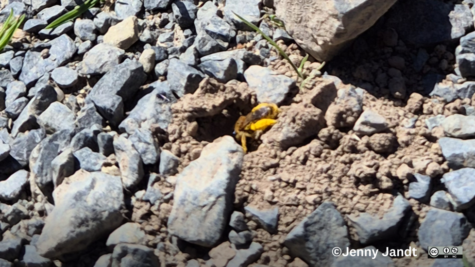 Leioproctus In Orokonui Jenny Jandt CC BY-NC