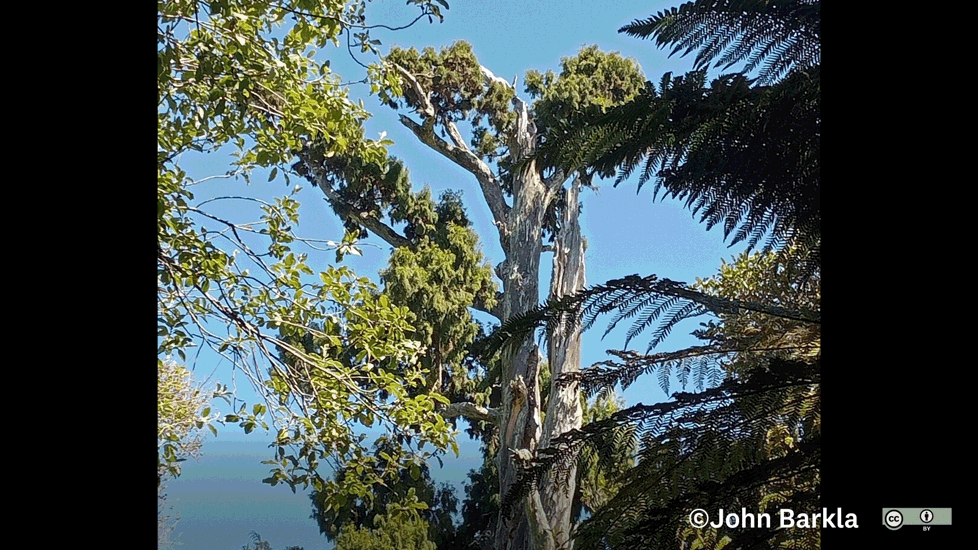 Rimu (Dacrydium Cupressinum) Some Rights Reserved (CC BY) John Barkla
