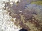 Benthic Cyanobacteria Toxic Algae Found In Rivers Appears As Mats On Rocks And Riverbeds