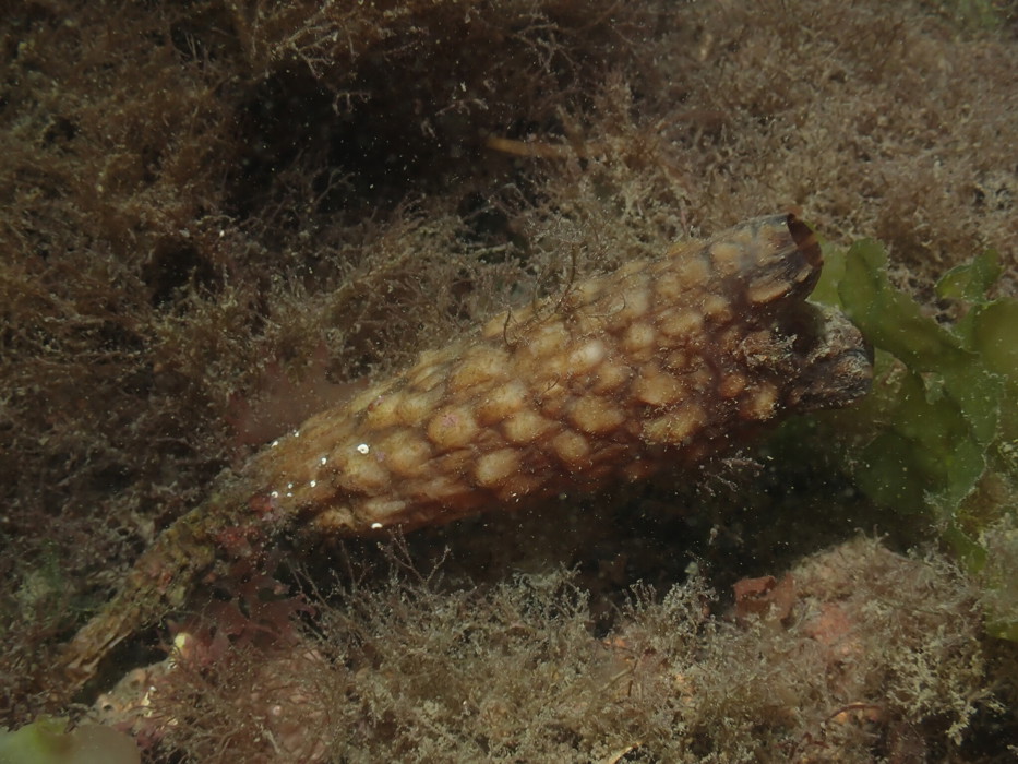 Clubbed tunicate