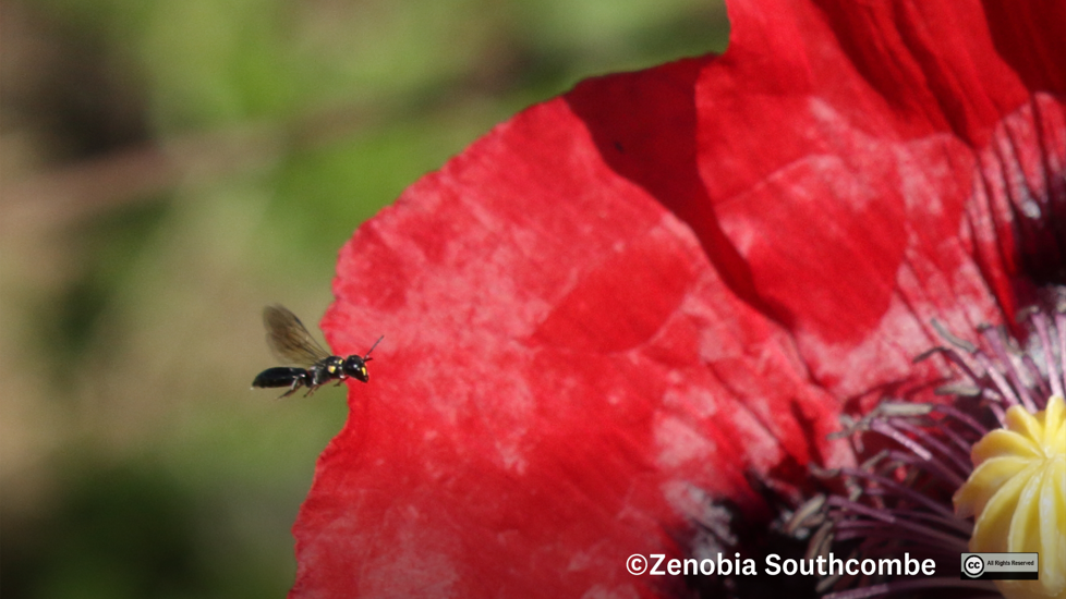 Agile Masked Bee (Hylaeus Agilis) Photo (C) Zenobia Southcombe dwindleriver all rights reserved
