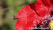Agile Masked Bee (Hylaeus Agilis) Photo (C) Zenobia Southcombe