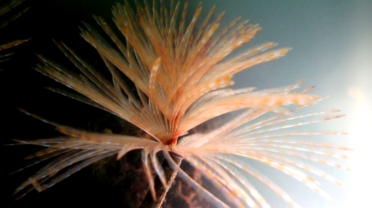 a close up of a white and orange fanworm under the water