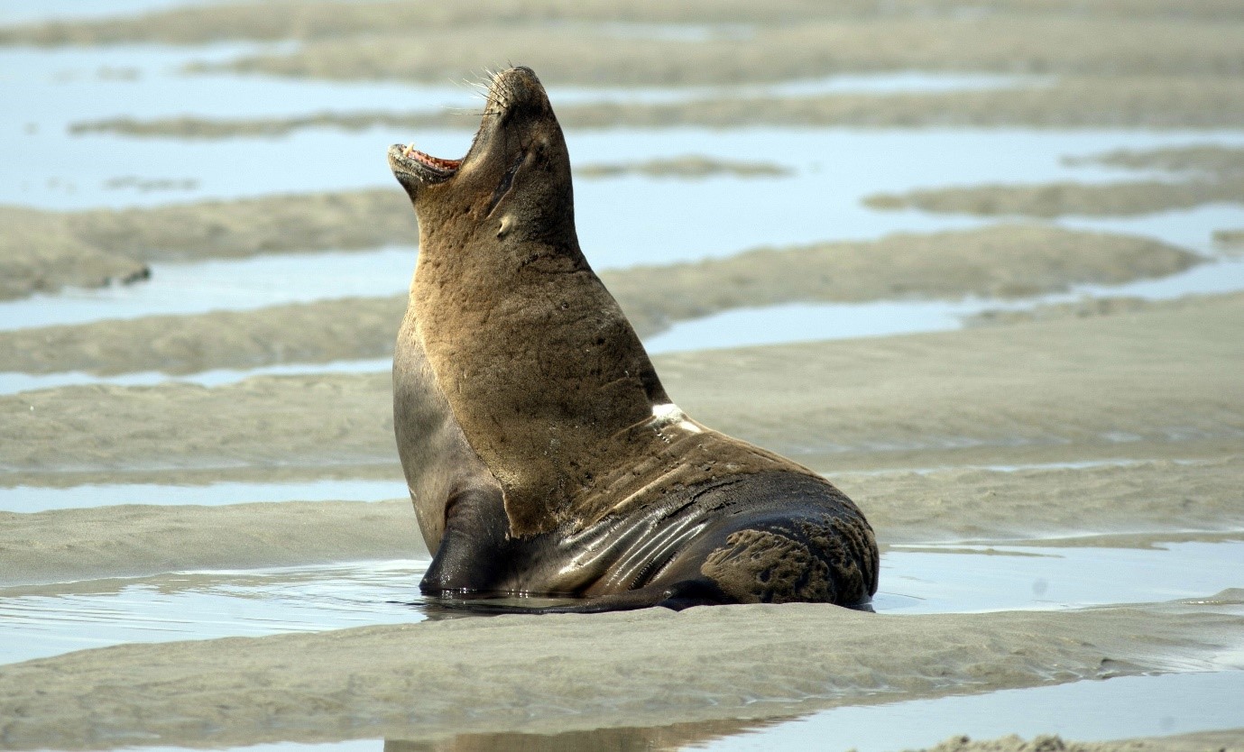 a large sea lion sitting on the beach with its head up and mouth open wide