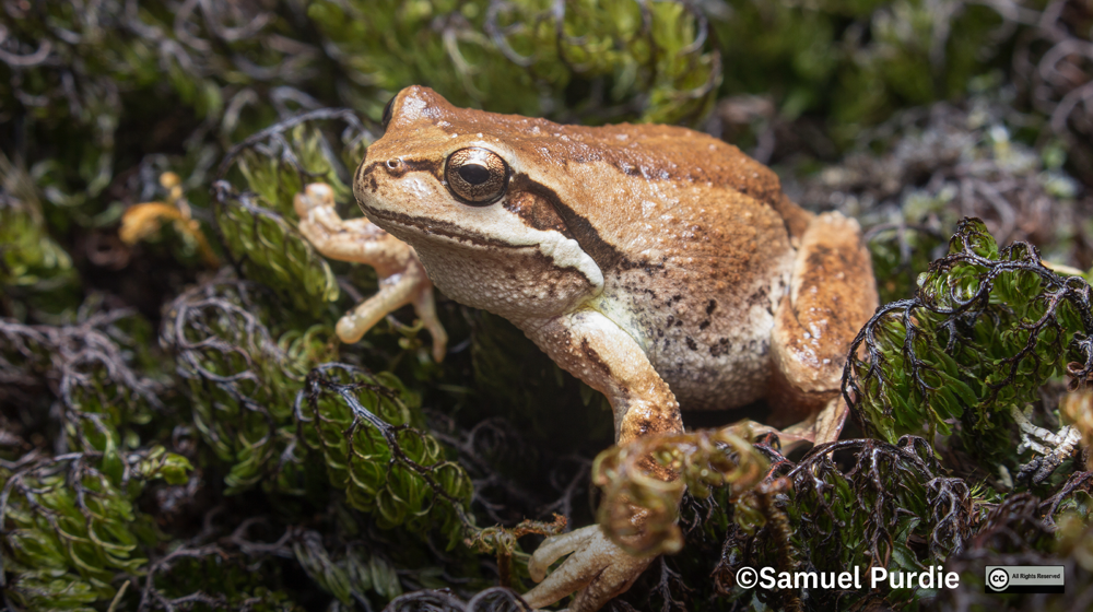 Brown Tree Frog, Littoria Ewingi. Photo Samuel Purdie