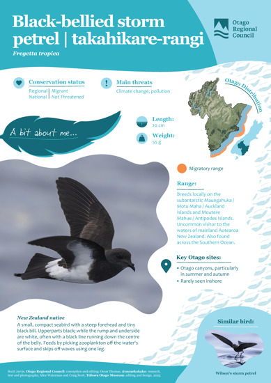 Black Bellied Storm Petrel Takahikare Rangi Thumbnail