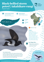 Black Bellied Storm Petrel Takahikare Rangi Thumbnail