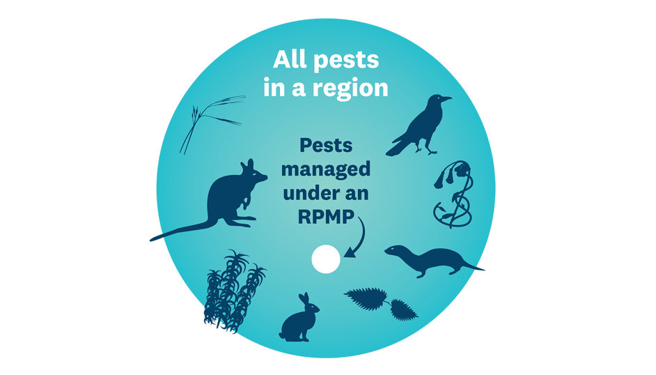 Pests Managed By Rpmp Graphic V2 X 1920X1080px