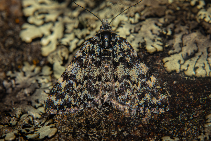 52590785959 5C5aa85590 O