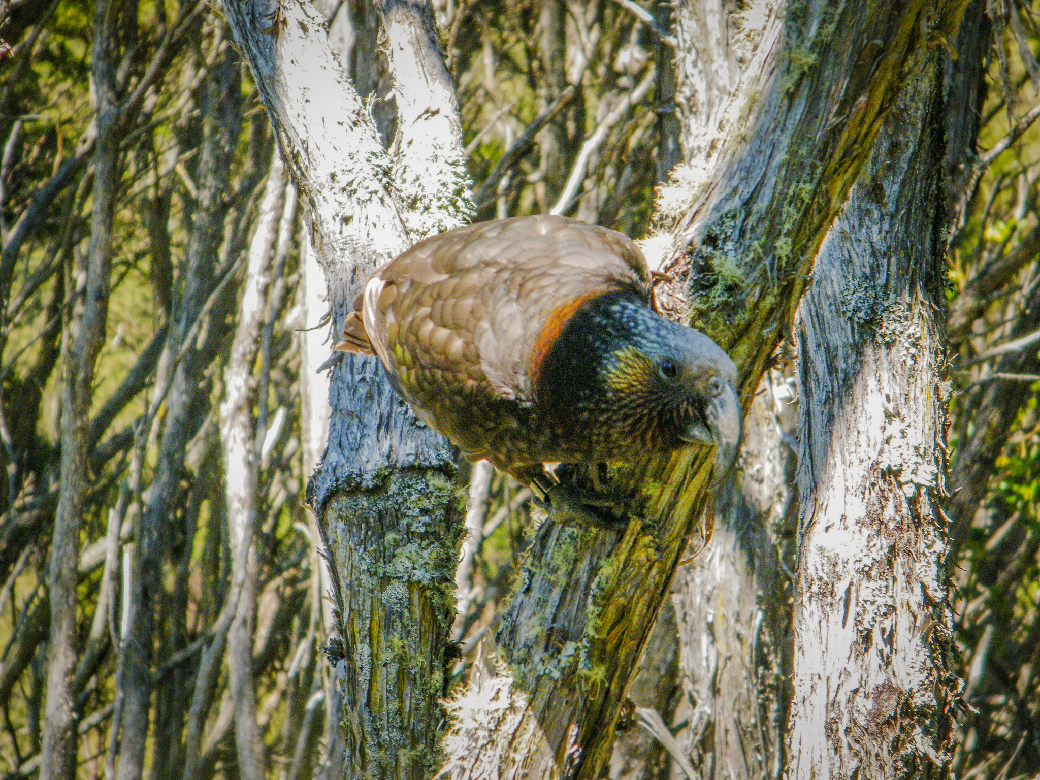 a bird perched on a tree branch
