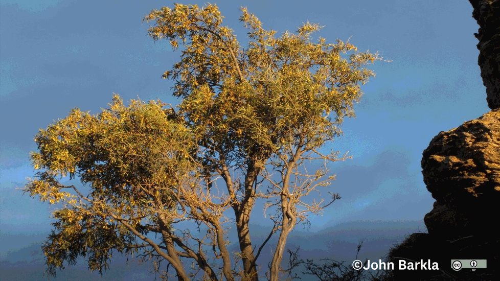 Kōwhai (Sophora Microphylla)Some Rights Reserved (CC BY) John Barkla Flat Top Hill, Alexandra, Central Otago