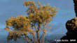 Kōwhai (Sophora Microphylla)Some Rights Reserved (CC BY) John Barkla Flat Top Hill, Alexandra, Central Otago