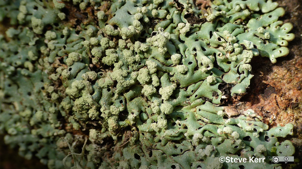 Menegazzia Subpertusa Photo Steve Kerr, Some Rights Reserved (CC BY)