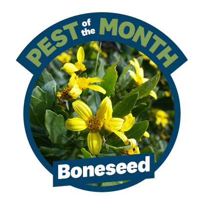 a circle containing a photo of a yellow flower with the words pest of the month on it