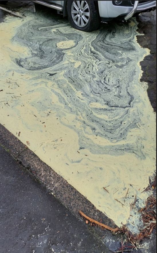 yellow pollen on top of pooling water near a drain and a parked car