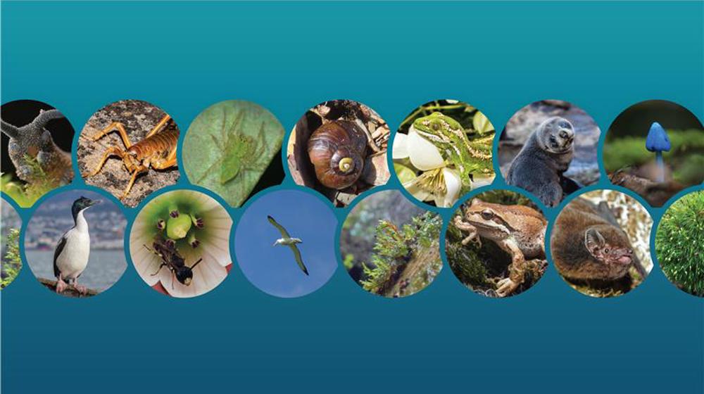 Cover Image Otagos Species Page Feb 2029