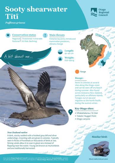 Sooty Shearwater Tītī (1)