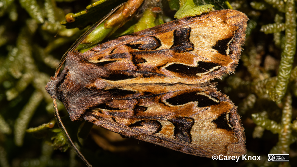 Moth Ichneutica Maya Carey Knox CC0