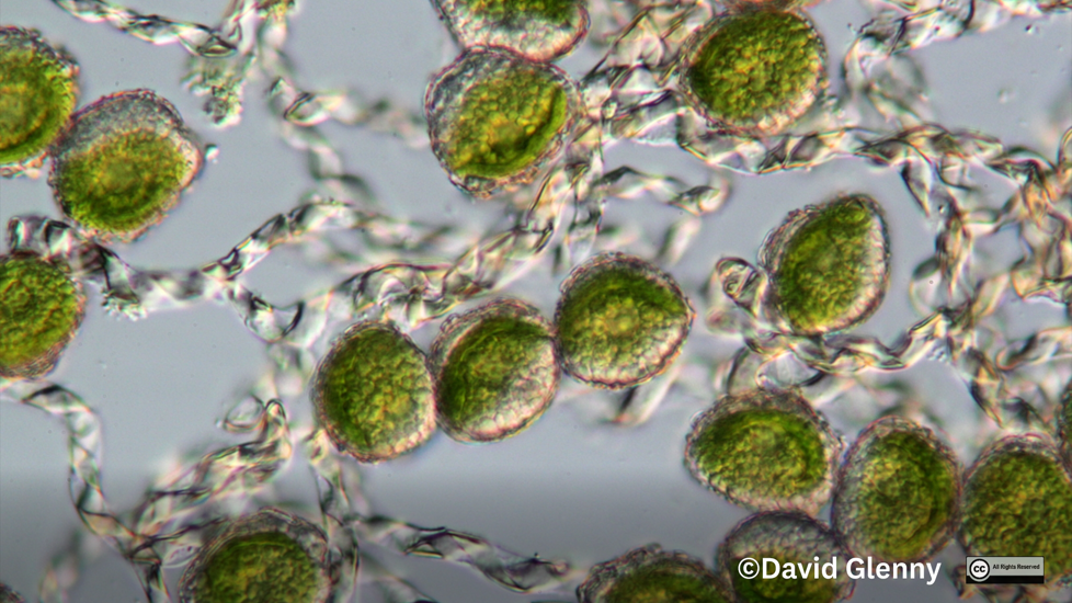 Megaceros Leptohymenius Photo David Glenny All Rights Reserved