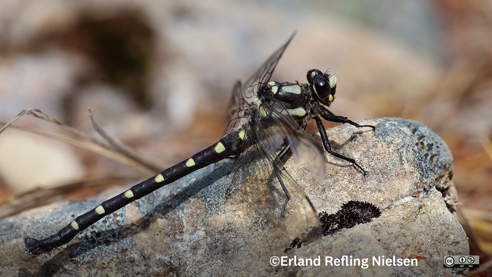 Chilton's Giant Dragonfly Erland Refling Nielsen CC NC