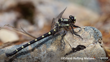 Chilton's Giant Dragonfly Erland Refling Nielsen CC NC