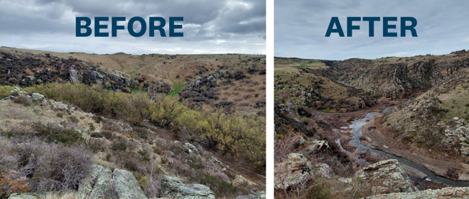 two images showing before and after the removal of trees near a river