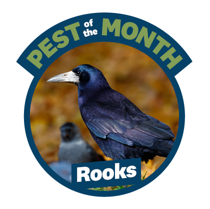 a circle with a blue outline and a picture of a rook in it. The words 'Pest of the Month' and 'Rooks' are on the image