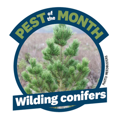 a wilding conifer in a blue circle with the words Pest of the Month above it