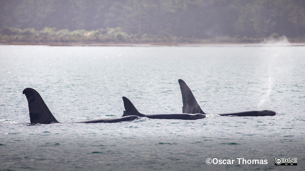 Maki Orca. Photo Oscar Thomas Inaturalist (CC BY NC 4.0)