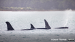 Maki Orca. Photo Oscar Thomas Inaturalist (CC BY NC 4.0)
