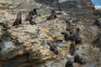 New Zealand Fur Seal Kekeno (Arctocephalus Forsteri). Photo. John Barkla. Inaturalist (CC BY 4.0) (1)