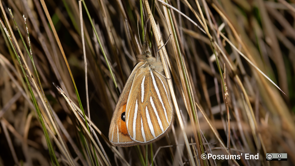 Argyrophenga Antipodum. Photo Possums' End CC BY 4.0)