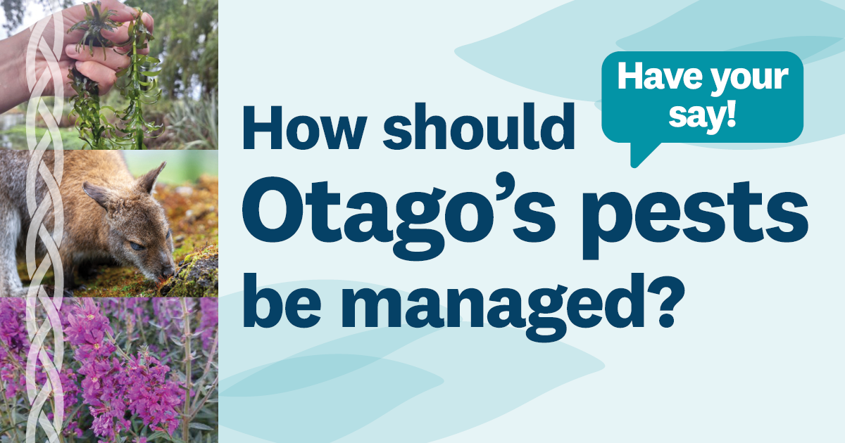 a collage of photos of plants and a wallaby with the words 'how should Otago's pests be managed?' on it