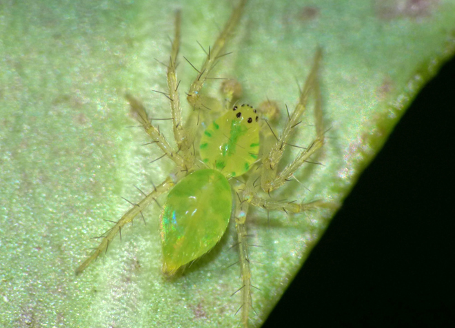 a tiny green spider on a green leaf