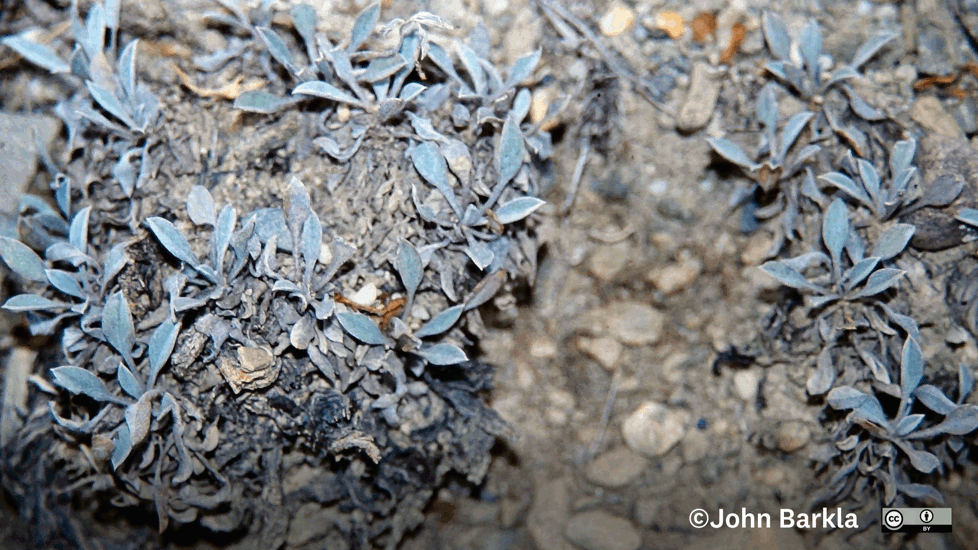 Myosotis Goyenii Subsp. Goyenii Photo John Barkla (Some Rights Reserved) Queenstown Lakes