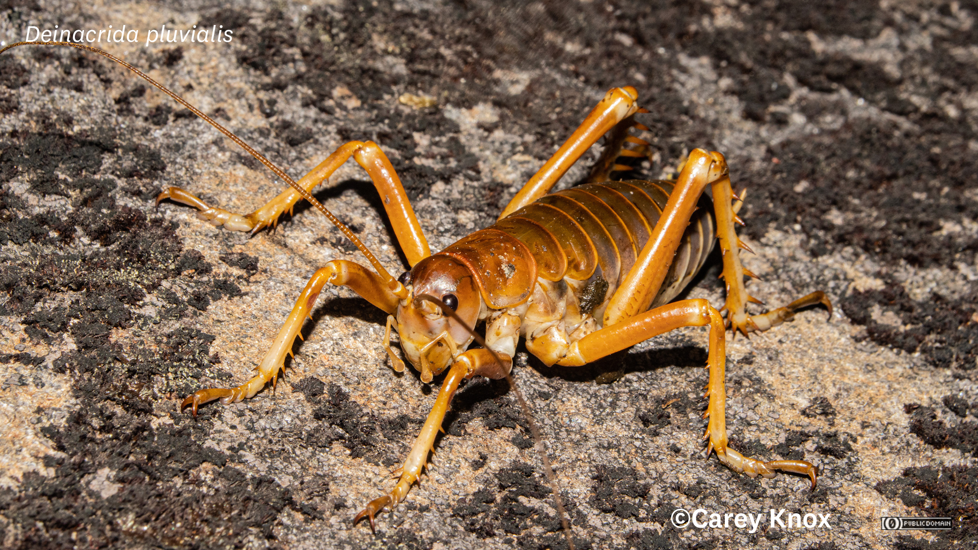 Mt Cook Giant Weta (Deinacrida Pluvialis) Full Carey Knox No Rights Reserved