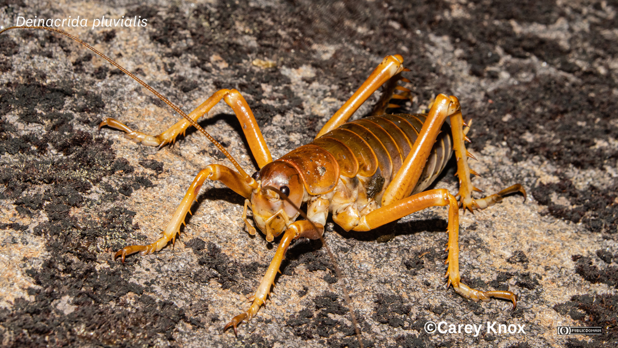 Veta Insect Wētā, cave wētā, crickets and grasshoppers