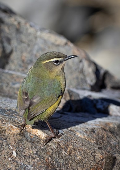For Media Release Only Southern Rock Wren Pīwauwau, Xenicus Gilviventris Rineyi Photo Oscar Thomas
