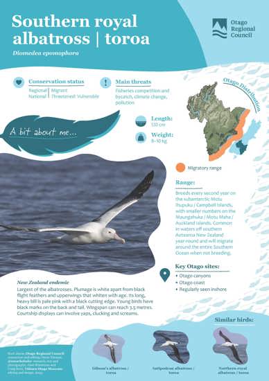 Southern Royal Albatross Toroa (1)