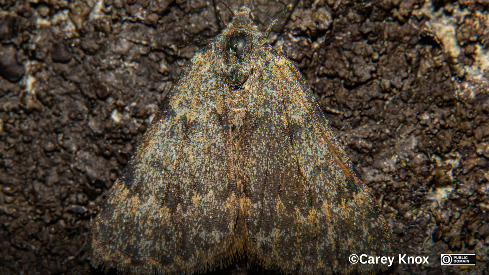 Dichromodes Simulans, A Regionally Endemic Species To Otago Photo Carey Knox CC0