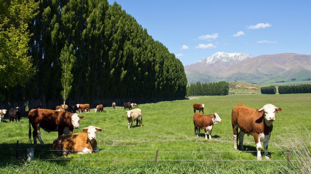 Cows In Field Kurow Adobestock 69754648