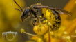 Sweat Bee (Lasioglossum Maunga) Photo (C) Danilo Hegg