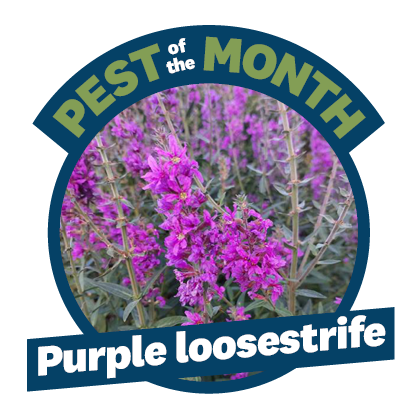A circle with a photo of a plant with purple flowers on it. At the top are the words 'Pest of the Month' and under it are the words' Purple loosestrife'