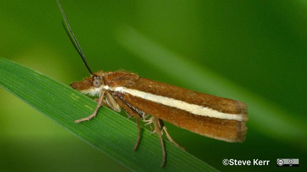 Orocrambus Geminus, A Regionally Endemic Species To Otago. Photo Steve Kerr (CC BY 4.0)