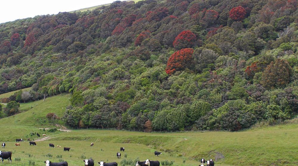 Southern Rātā Flowering In The Native Forest Areas Of The Puerua Valley With Frisian Cows In The Foreground