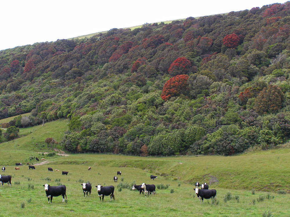 Southern Rātā Flowering In The Native Forest Areas Of The Puerua Valley With Frisian Cows In The Foreground