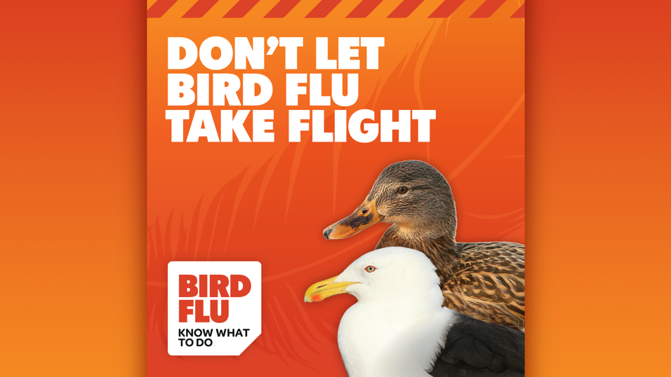 High Pathogenicity Avian Influenza H5N1 Campaign 1920X1080