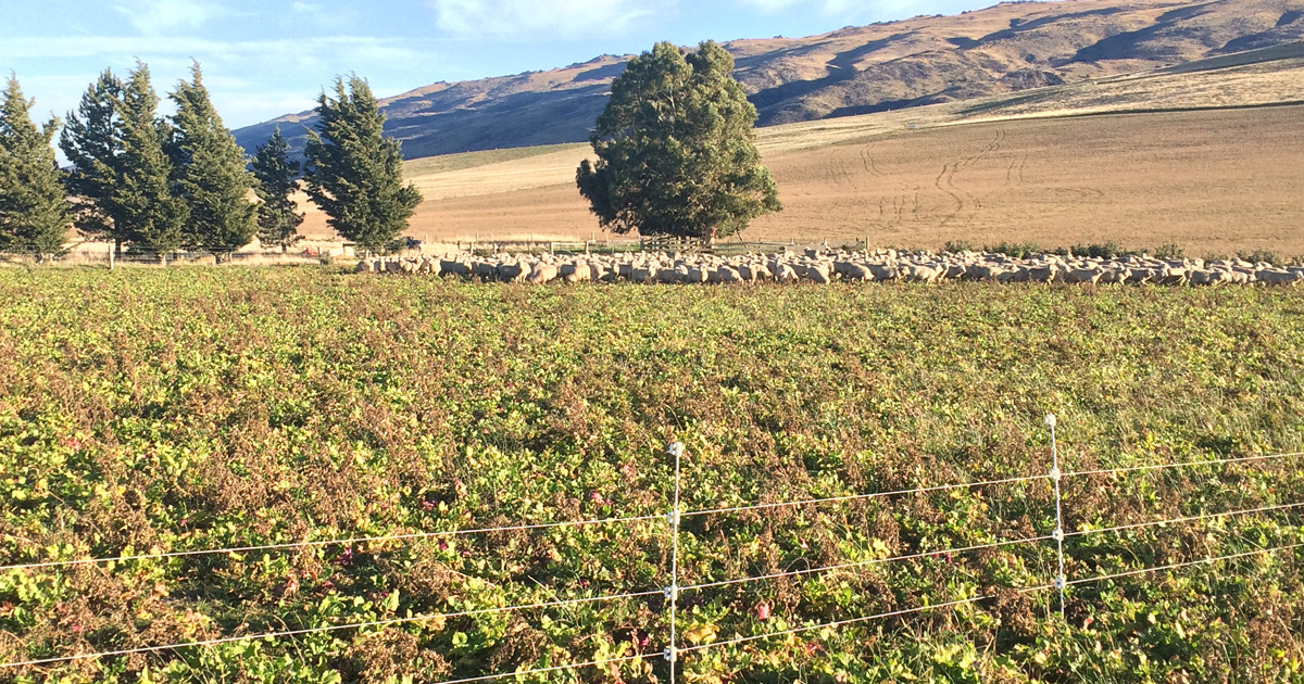 Iwg Sheep Close Up Of Iwg 1200 X 630