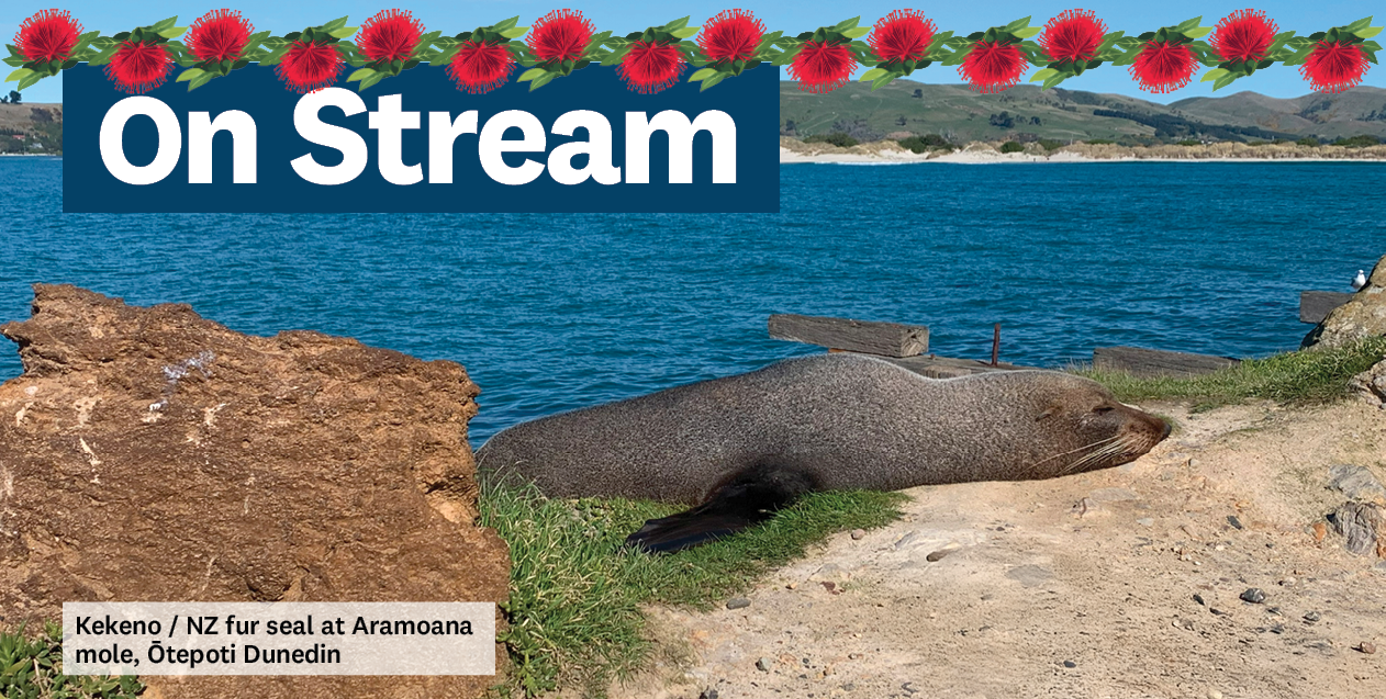 a seal sunning itself on a coastline and the words 'On Stream' on the top